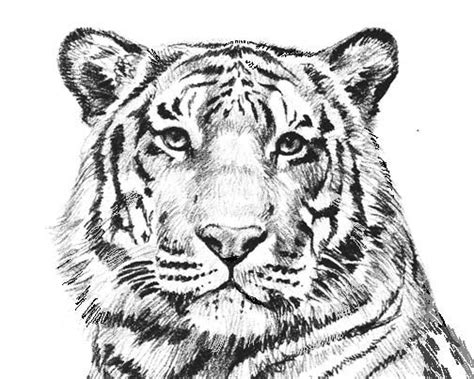 tiger coloring pages - Google Search | 일러스트레이션 및 포스터, 일러스트레이션, 포스터