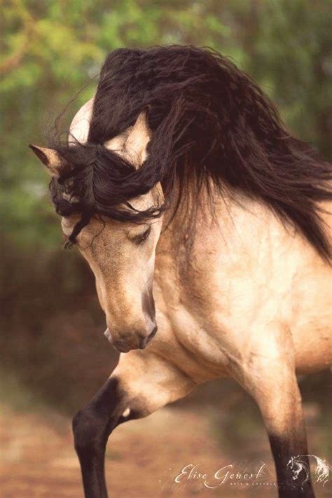 Words cannot describe a Horse and all that makes it Beautiful Pferde | Horses, Cute horses ...