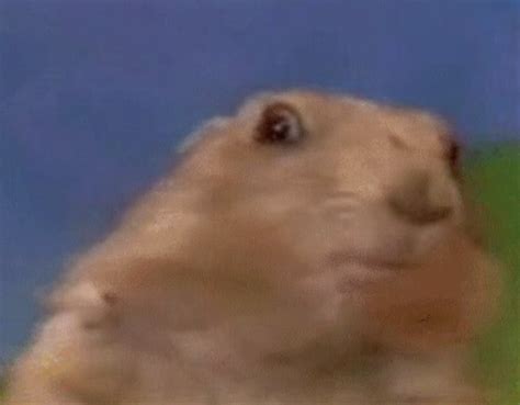 Dramatic Chipmunk: Video Gallery (Sorted by Views) | Know Your Meme