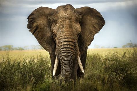 African Bush Elephant | OneKindPlanet Animal Education