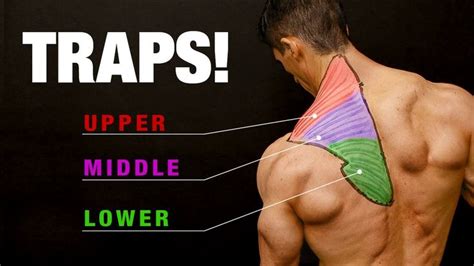 All About Traps (COMPLETE GROWTH GUIDE!) - YouTube | Pull up workout, Traps workout, Traps muscle