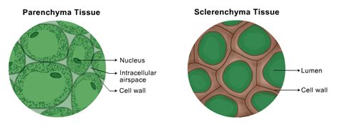 Tissues in Plants and Animals biology notes for 9 | CBSE ADDA