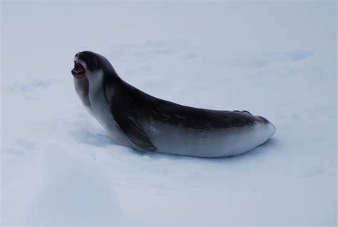 Ross seal | Antarctica | Natalie Tapson | Flickr