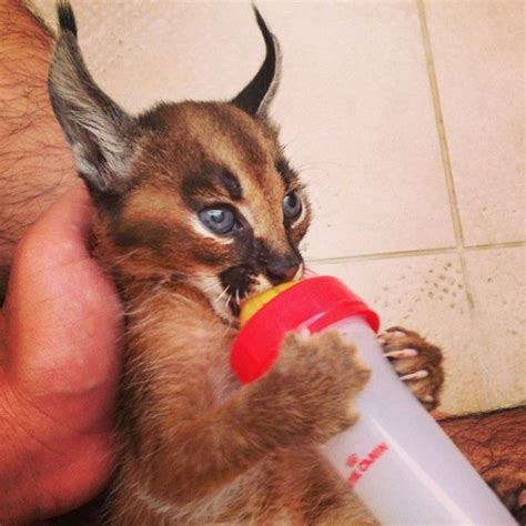 Is Dit De Schattigste Kat Ooit? Laat Je Betoveren Door Deze Caracal ...