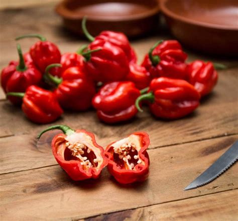 Red Habanero seeds | The Grow Supplier