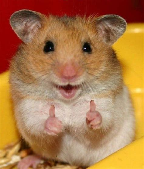 Cute and Funny Hamsters