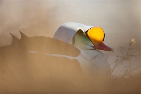 Svalbard wildlife in summer - Discover Wildlife