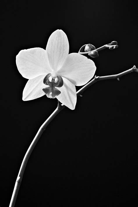 Black and White Orchid by Stuartf on DeviantArt