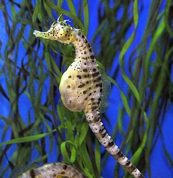 Reproduction - Seahorses