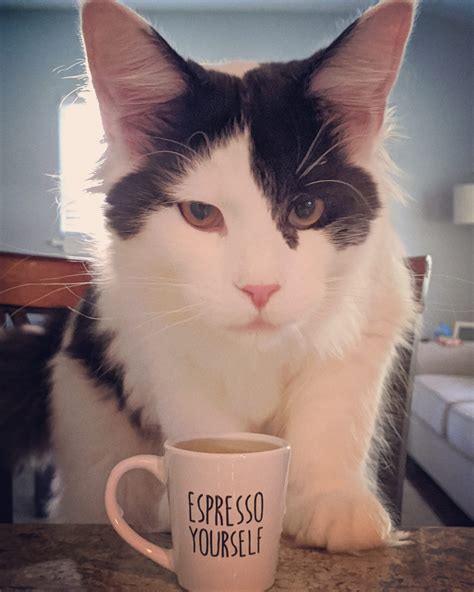 Just a cat drinking "coffee" : r/aww