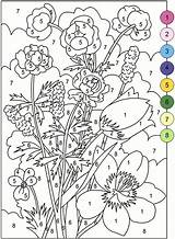 Adult Color By Number Books  AdultcoloringbookZ sketch template