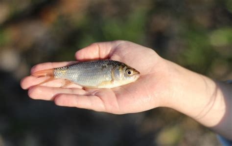 7 Different Types Of Pond Fish For Your Backyard Pond