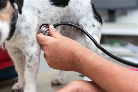 Heart Disease in Dogs: Signs, Causes, and Treatment – ActiveBeat – Your Daily Dose of Health ...