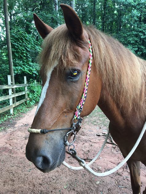 How to Make an Easy DIY Bridle for Your Horse - The Broke Horseman