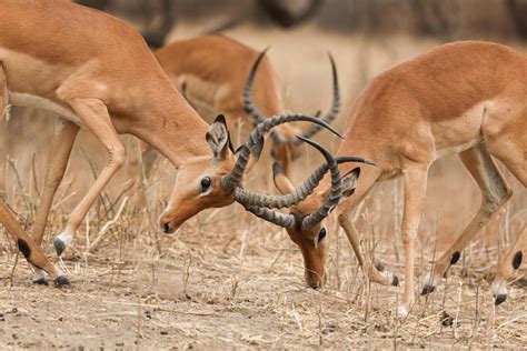 Premium Photo | Different type of gazelle species