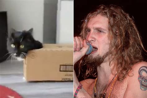 Alice In Chains Cat Goes Viral — Watch