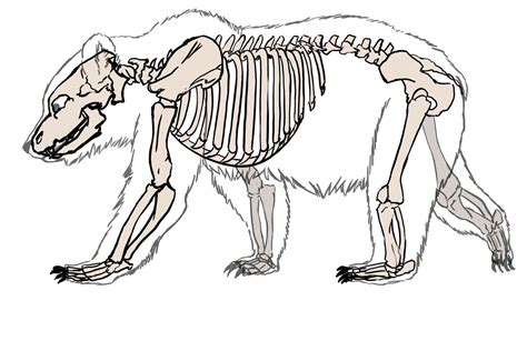 Drew the skeleton of the bear over a reference photo of a bear, then ...