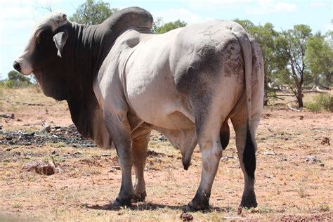 Bos taurus indicus (Brahman Bull) | Brahman Bull (Bos taurus… | Flickr