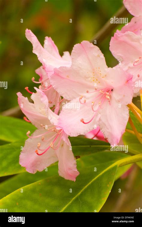 Pacific rododendro (Rhododendron macrophyllum), Oregon Dunes National ...
