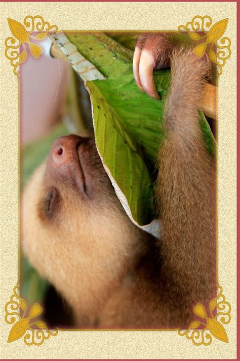 sleepy sloth | Baby sloth, Sloth, Sloth sleeping