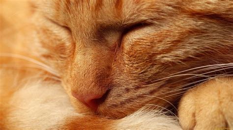 54 Ginger Cat Wallpapers - WallpaperBoat