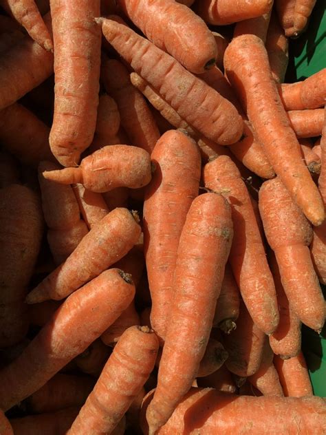 Organic Carrots (1 lb) | Long Life Farm