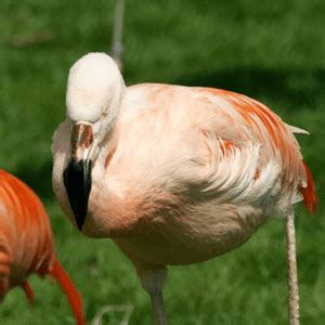 Chilean Flamingo - Our Animals - Henry Vilas Zoo