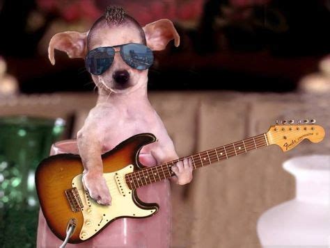 Dog playin' guitar | Funny dog pictures, Funny dogs, Funny animals