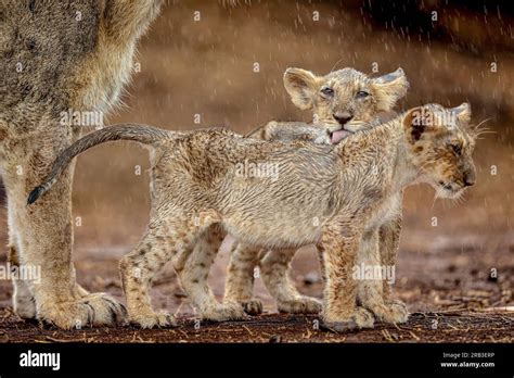 Two lion cubs enjoy some rain. Gir National Park & Sanctuary, Gujarat ...