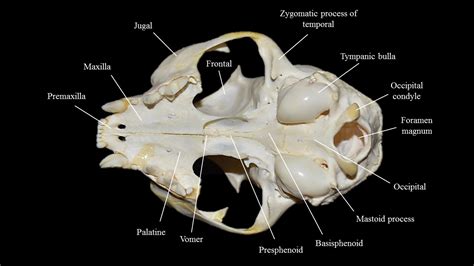 Cat skull | Atlas of Comparative Vertebrate Anatomy