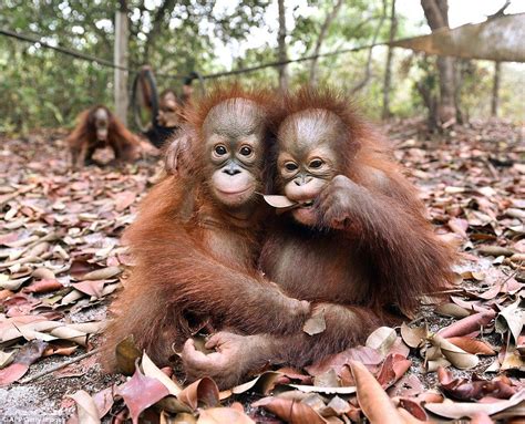 Baby orangutans play up to the camera at Borneo Island rescue centre | Daily Mail Online Borneo ...