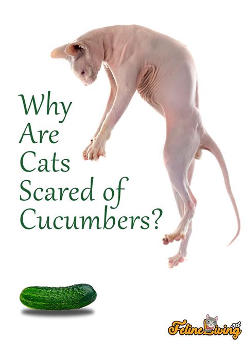 a sphy cat standing on top of a cucumber with the caption why are cats ...