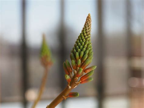 Spiral Aloe (Aloe Polyphylla): Care & Growing Guide