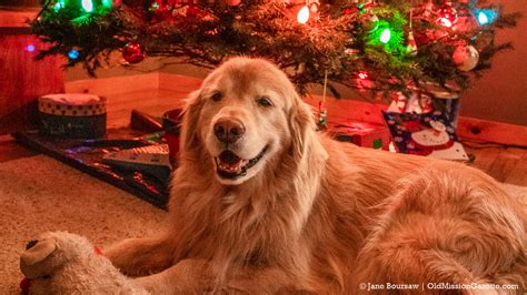 Blogues Â» Un Chien Pour No l Bonne Ou Mauvaise Id e Â» Ma Planète PPS ...