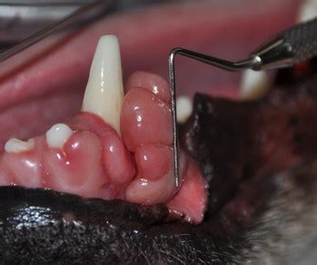 Gingival Hyperplasia In Dogs