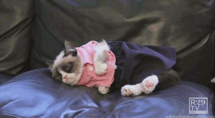 Grumpy Cat Models Blue Dress and Pink Top - Animated GIF - Tard The Grumpy Cat - Faxo