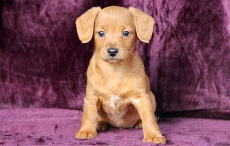 55+ Miniature Dachshund Golden Retriever Dachshund Mix - l2sanpiero