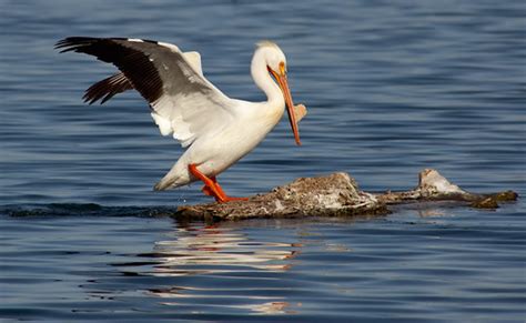 American White Pelican Breeding Plumage | I consider myself … | Flickr