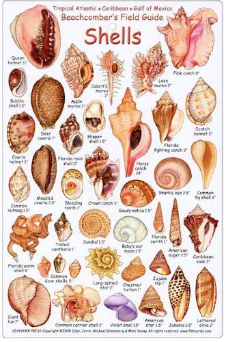 Seashell Identification