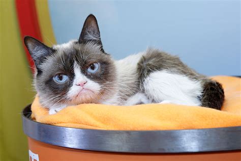 Grumpy Cat, Or Tardar Sauce, Dead From UTI | Crime News