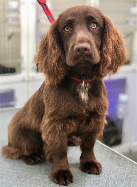 Harry - Working Cocker Spaniel Puppy ️ | Working cocker, Luxury dog ...