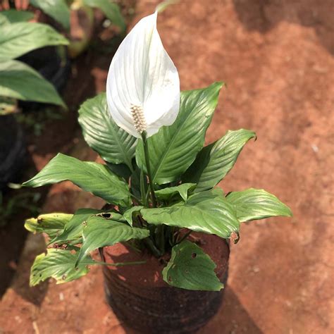 Spathiphyllum - Gowthami Nursery