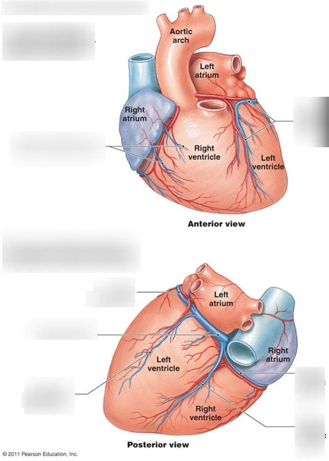 Coronary Circulation Diagram | Quizlet