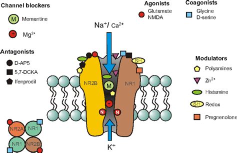 Figure 1 from Memantine: a NMDA receptor antagonist that improves memory by restoration of ...