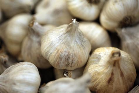 When to Plant Garlic in the Fall | The Old Farmer's Almanac