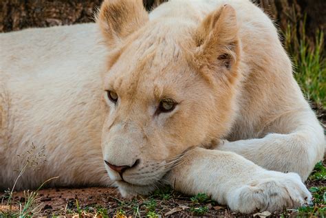 A white lion cub, Lion Park, Johannesburg, South Africa. The white lion is a rare color mutation ...