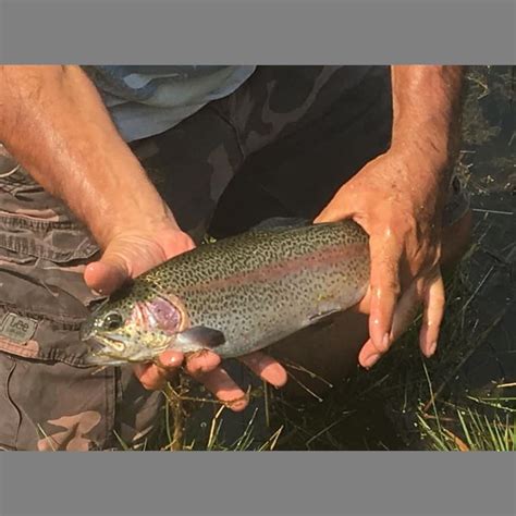 Fishing on Shasta Lake: A Quick Guide for Fall and Winter Anglers