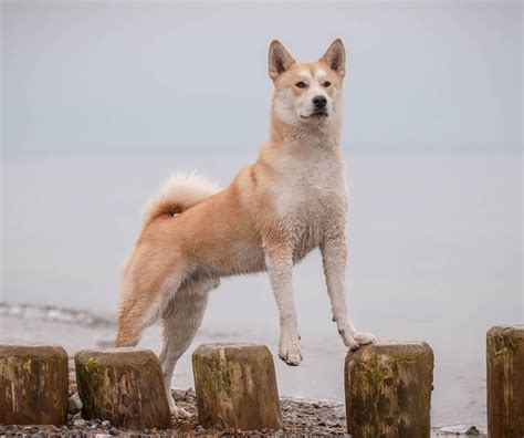 Shiba Inu Husky Mix – Wolf And Fox Coming Together