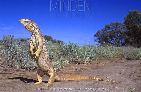 Yellow-spotted Monitor stock photo - Minden Pictures