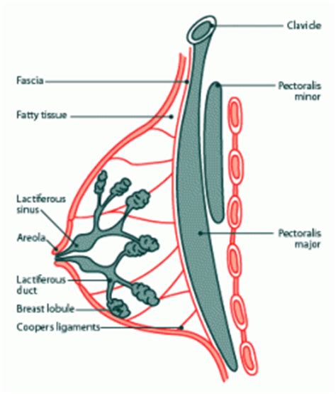 Mammary Glands (Breast) - RNpedia